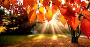 herfst-1